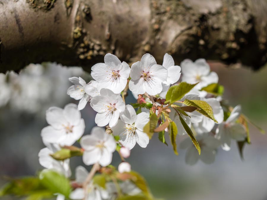 Hanami-Cherry-Blossom-02