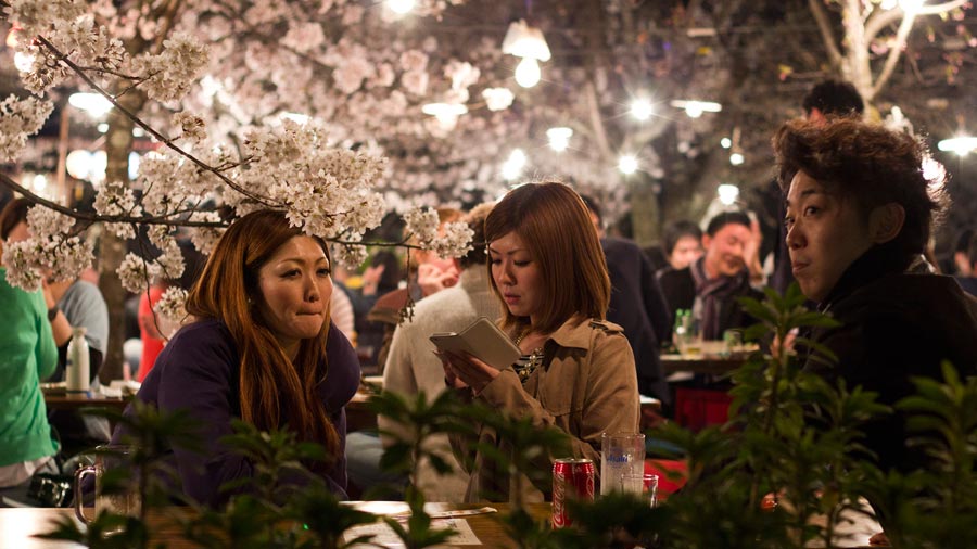 Hanami-Cherry-Blossom-04