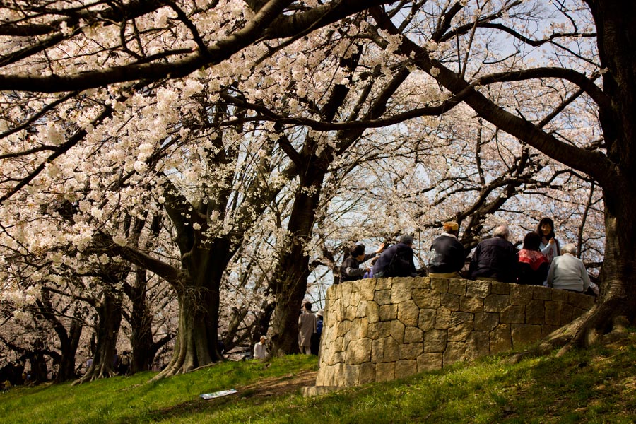 Hanami-Cherry-Blossom-05