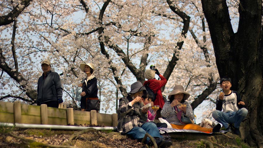 Hanami-Cherry-Blossom