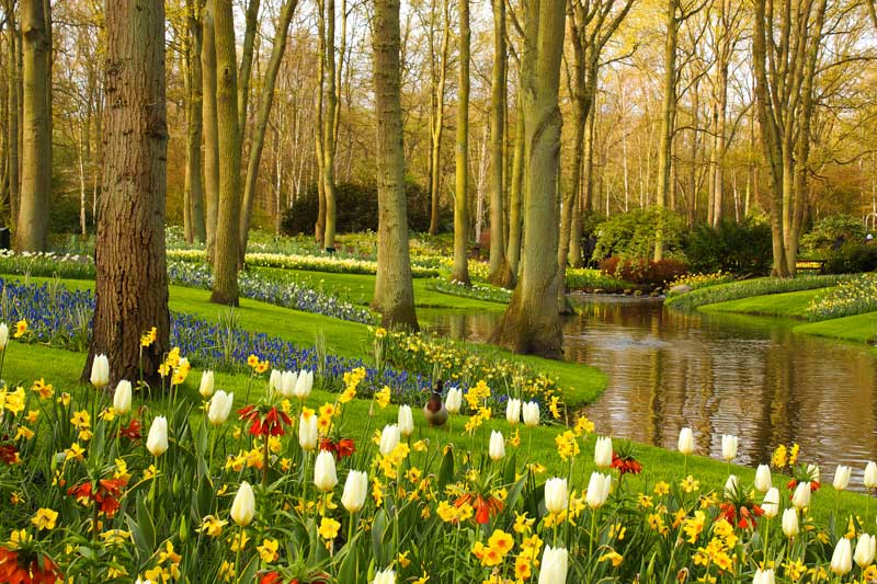 keukenhof_Sandeep-Pawar