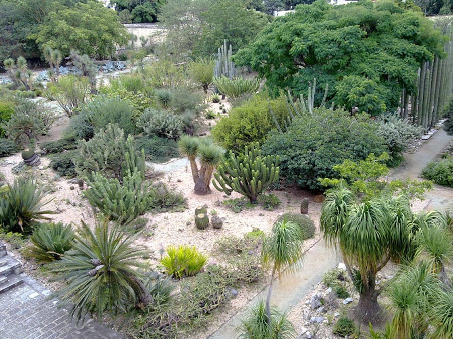 etnobotanico-de-oaxaca-03