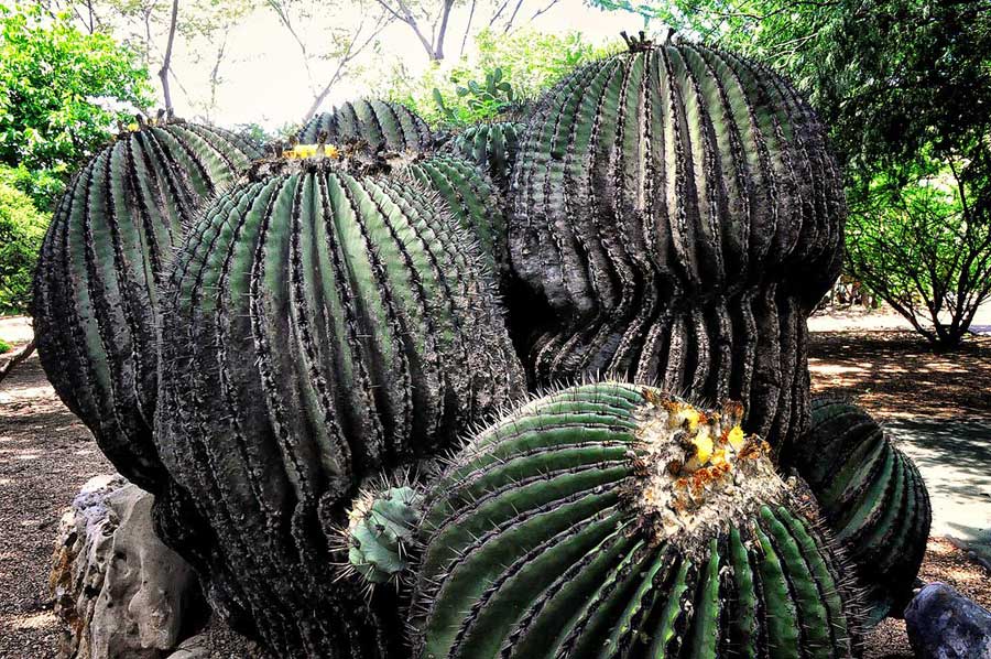 etnobotanico-de-oaxaca-05
