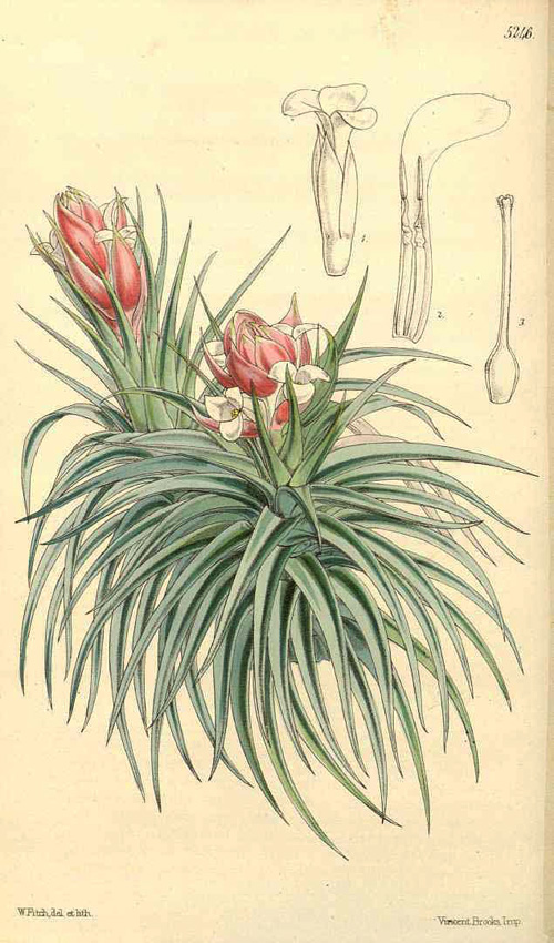 BUOFILIA PLANTAS AEREAS BUOFILIA PLANTAS AEREAS