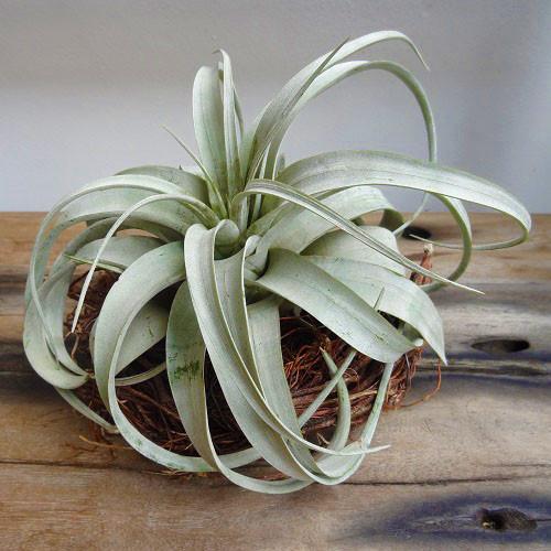 BUOFILIA TILLANDSIA BUOFILIA TILLANDSIA