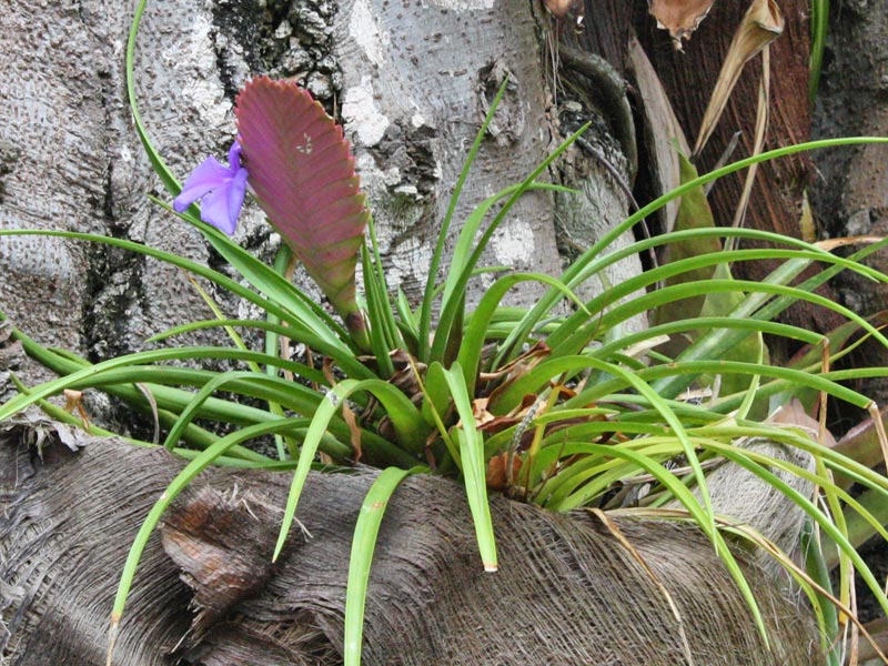 BUOFILIA Tillandsia cyanea BUOFILIA Tillandsia cyanea