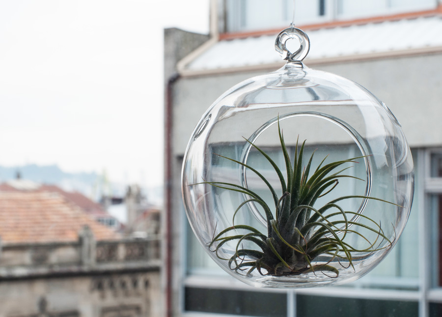 BUOFILIA Tillandsia ionantha BUOFILIA Tillandsia ionantha