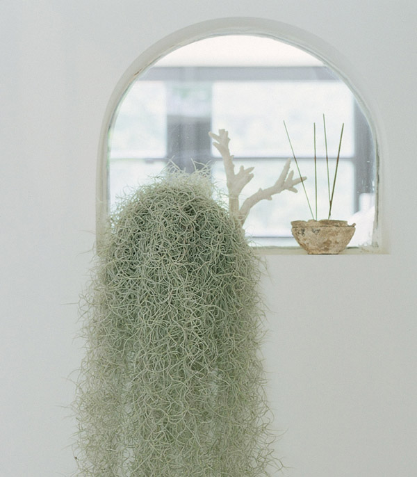 BUOFILIA Tillandsia usneoides BUOFILIA Tillandsia usneoides