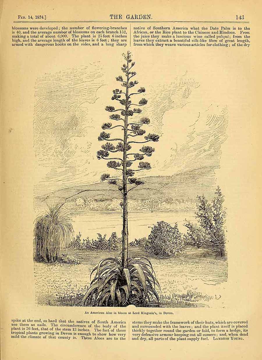 BUOFILIA AGAVE 05 BUOFILIA AGAVE 05