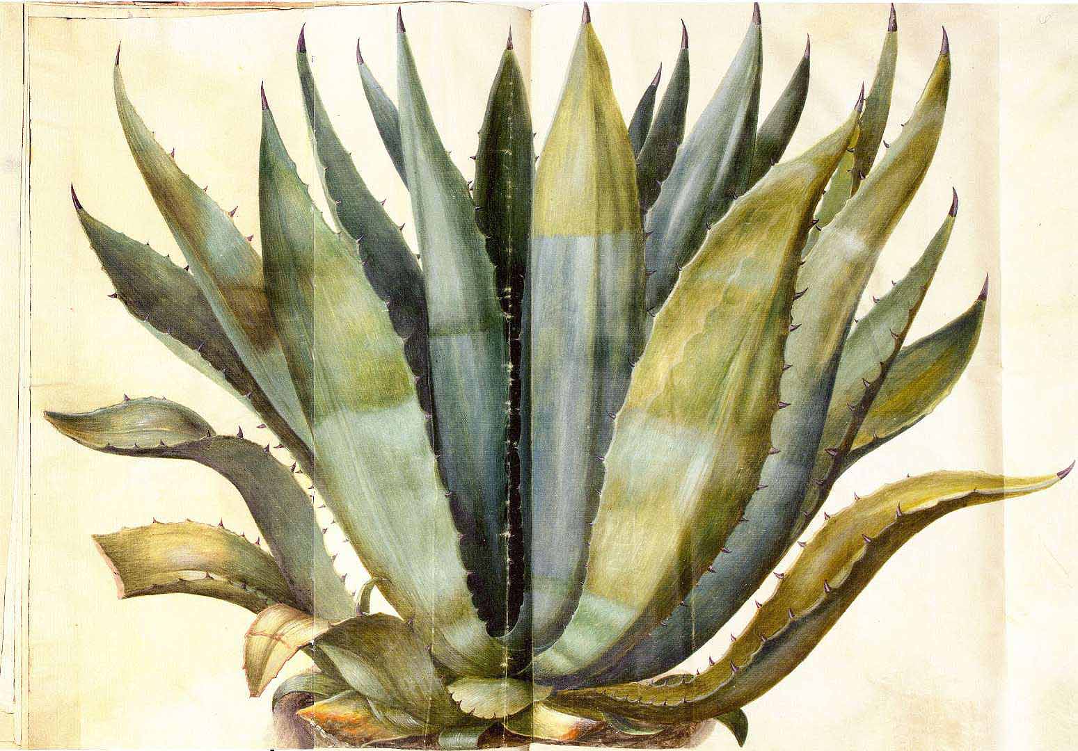 BUOFILIA AGAVE BUOFILIA AGAVE