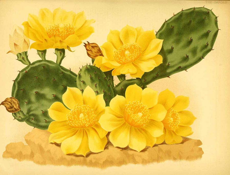 BUOFILIA OPUNTIA BUOFILIA OPUNTIA