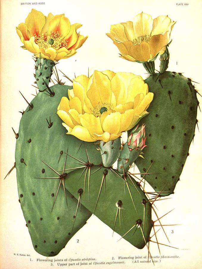 BUOFILIA OPUNTIA BUOFILIA OPUNTIA
