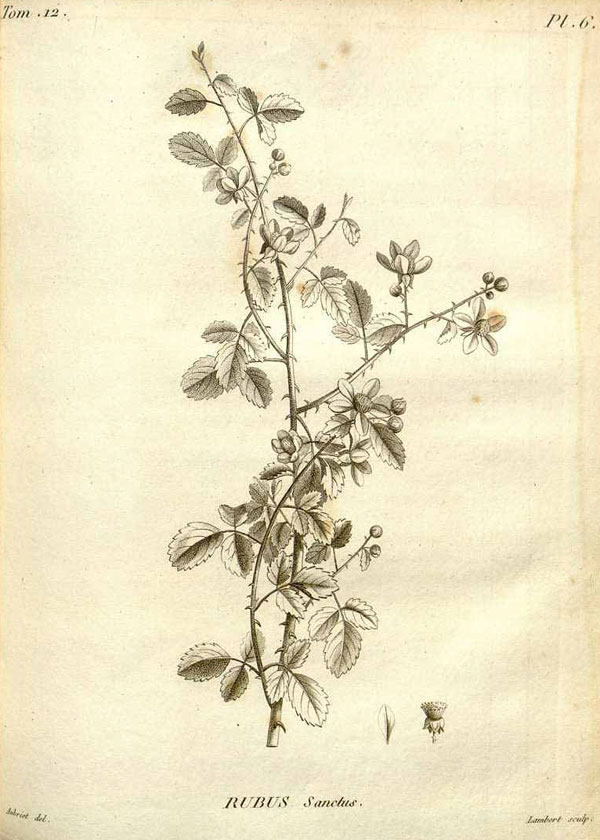 Rubus ulmifolius Rubus ulmifolius