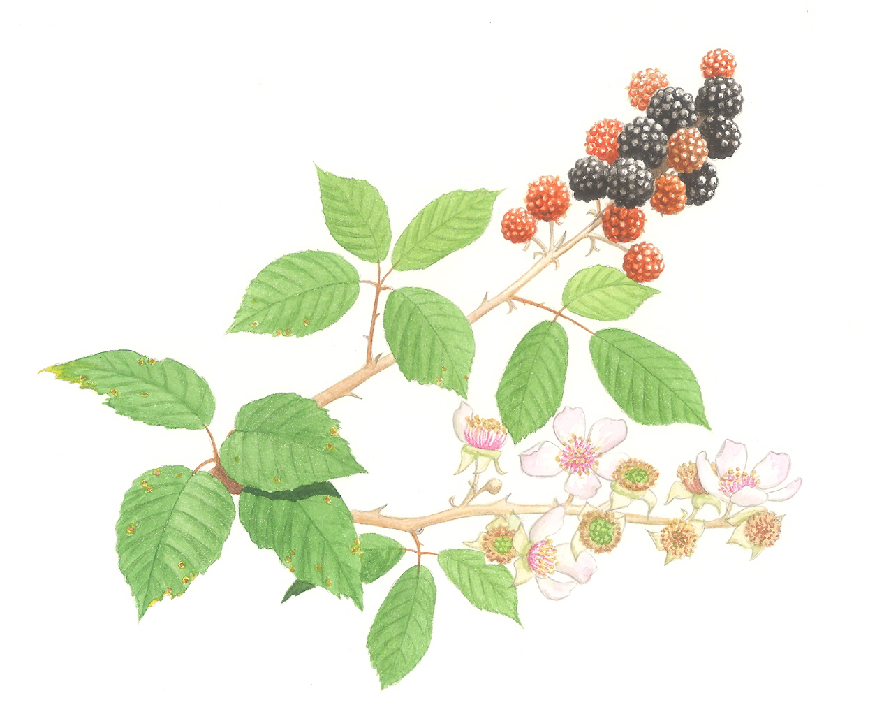 Rubus ulmifolius. Marcos Oliveira Rubus ulmifolius. Marcos Oliveira