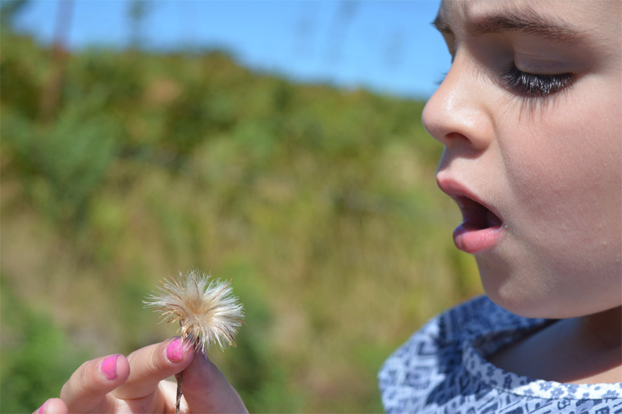 Soplando un diente león Soplando un diente león