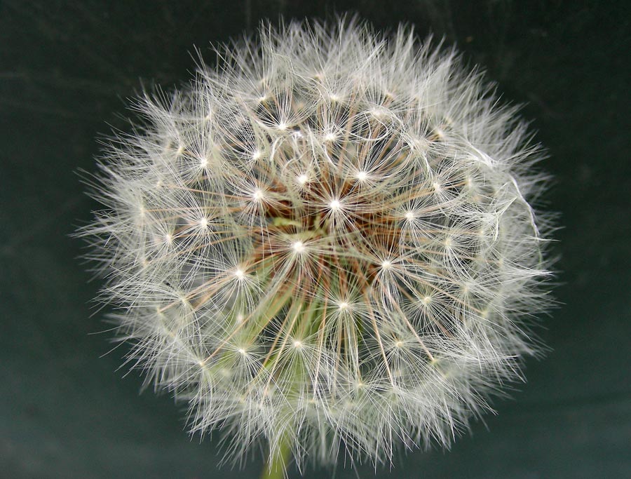 Semillas del diente de león Semillas del diente de león