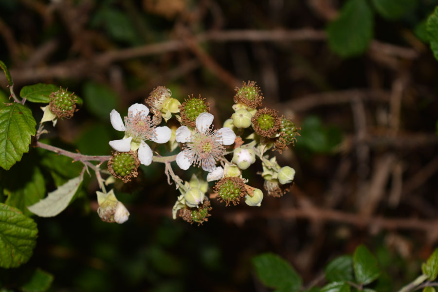 buofilia flor mora buofilia flor mora
