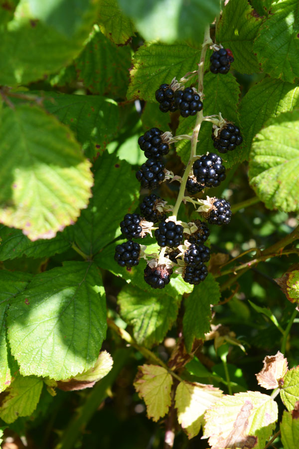 buofilia mora fruto negro buofilia mora fruto negro