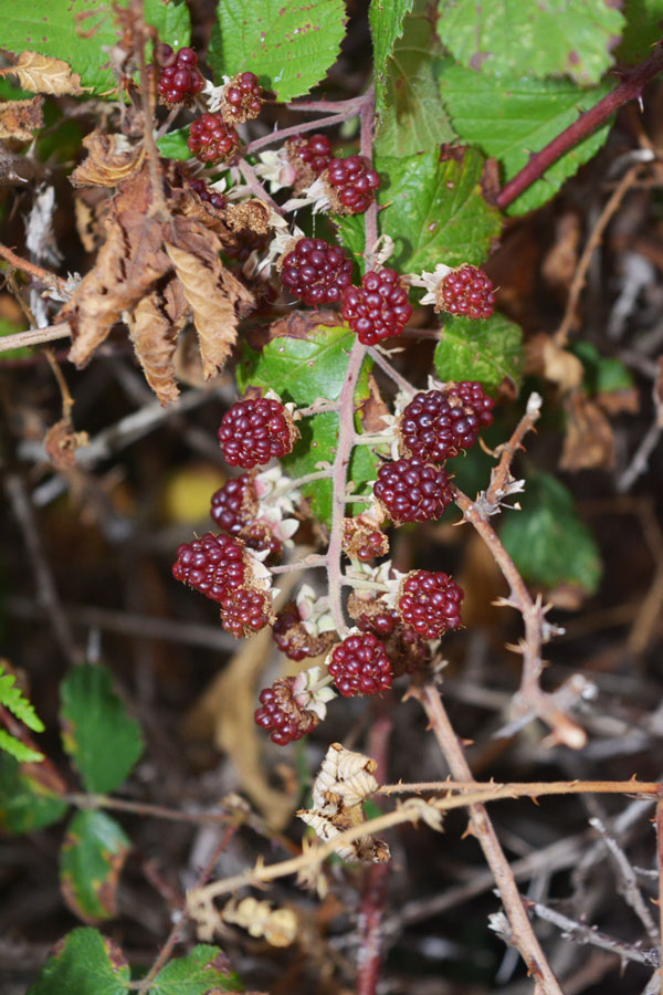 buofilia mora fruto rojo buofilia mora fruto rojo