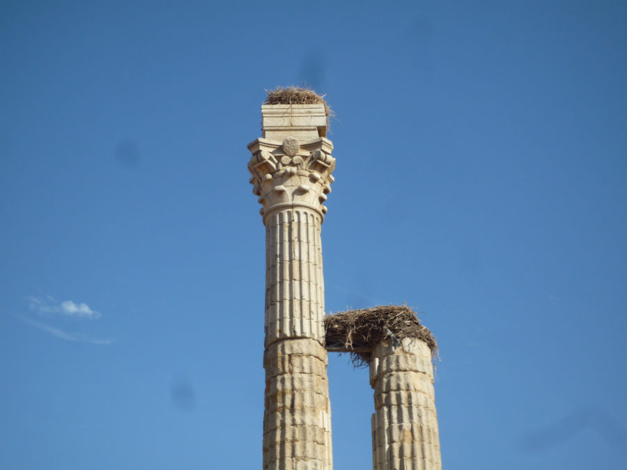 distylo o torre de trajano distylo o torre de trajano