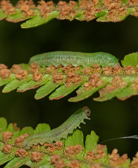 Helecho esporas Helecho esporas