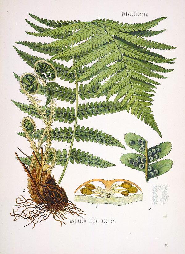 Dryopteris filix-mas Dryopteris filix-mas