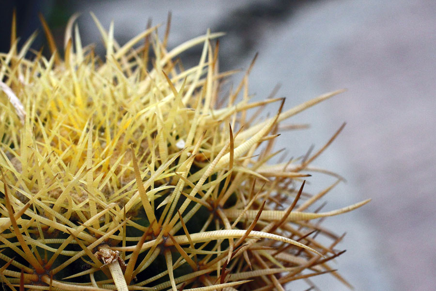 echinocactus grusonii zoom