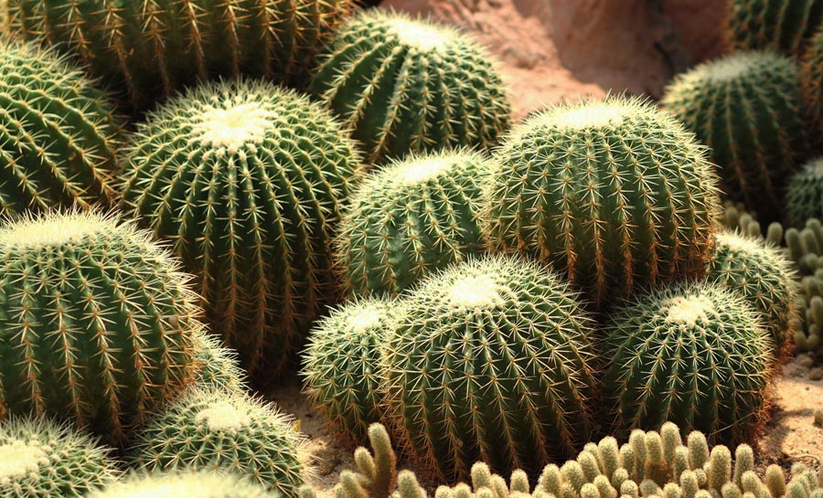 Echinocactus grusonii