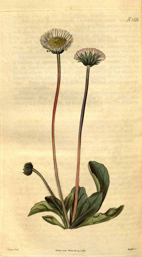 BELLIS SYLVESTRIS DRAWING
