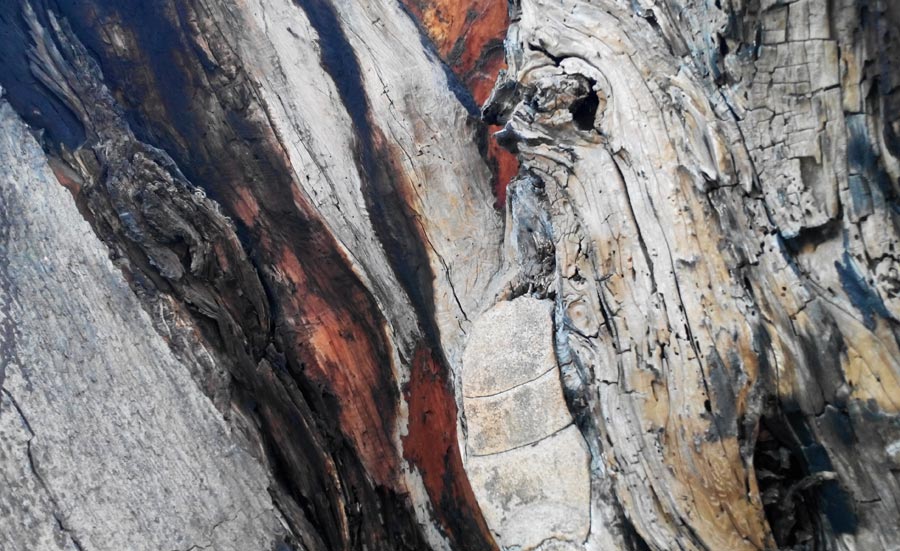 arbol noche triste corteza arbol noche triste corteza