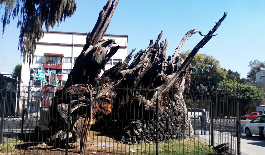 arbol noche triste posterior arbol noche triste posterior