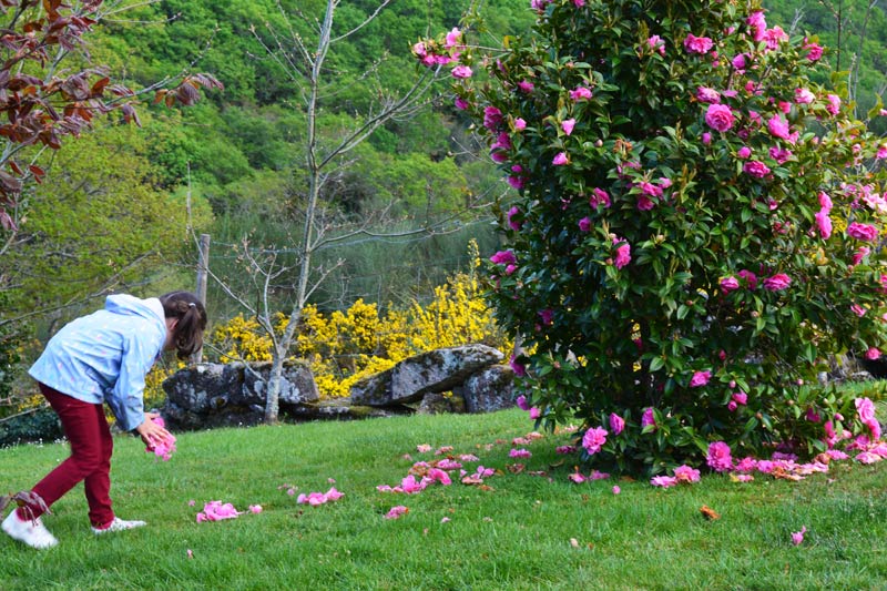 Paseo de la camelia Paseo de la camelia