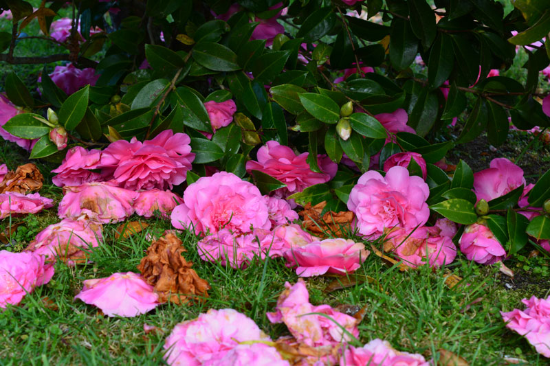 Tapiz floral Tapiz floral