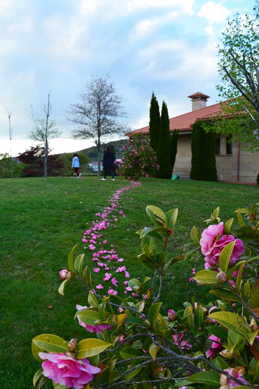 Conectando camelias Conectando camelias