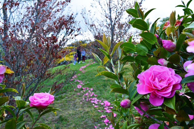 Sendero floral Sendero floral