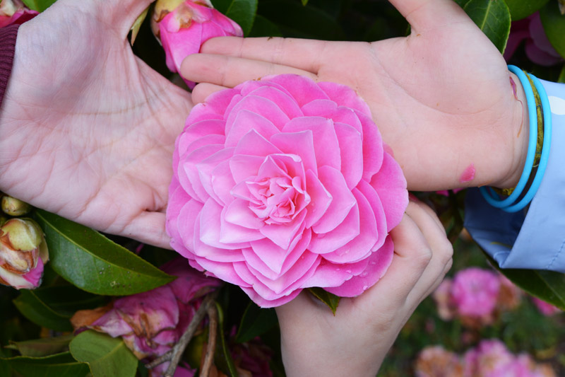 Camellia sp Camellia sp