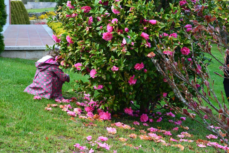 Recolección pétalos Recolección pétalos