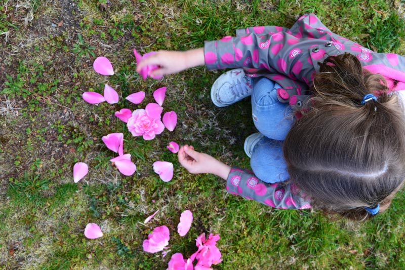 Paseo de la camelia Paseo de la camelia