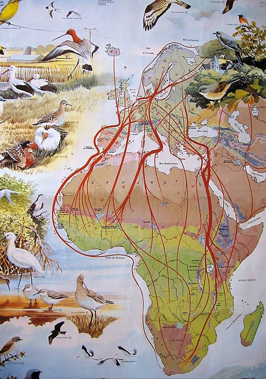 Mapa migración de aves Mapa migración de aves