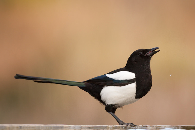 Urraca o "Pica pica" Urraca o "Pica pica"