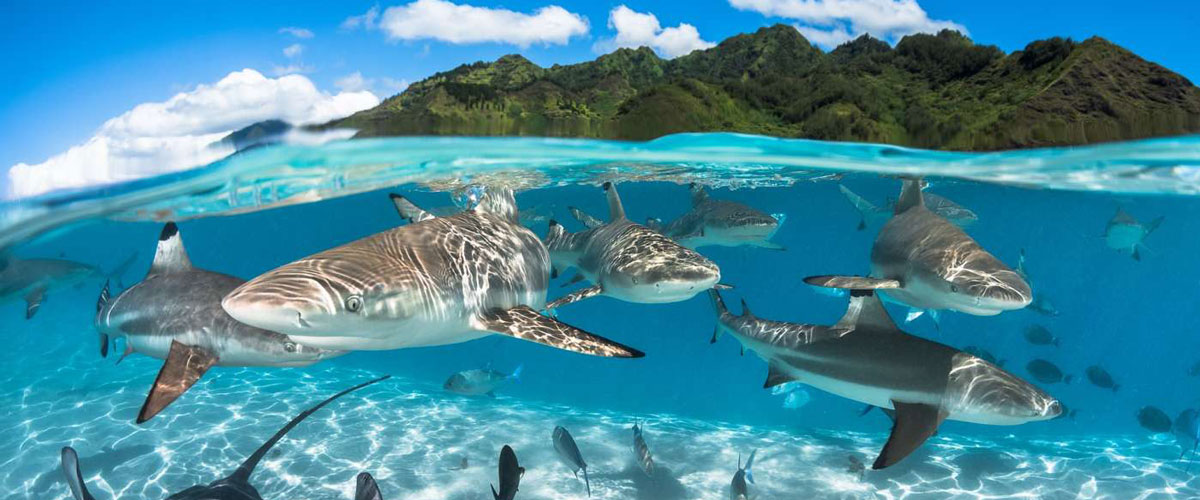 Tiburones punta negra